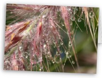 Morning Dew Notecard - Inspired Still Designs by LaVella Kraft
